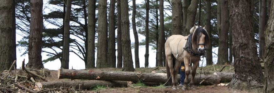 débardage cheval vannes